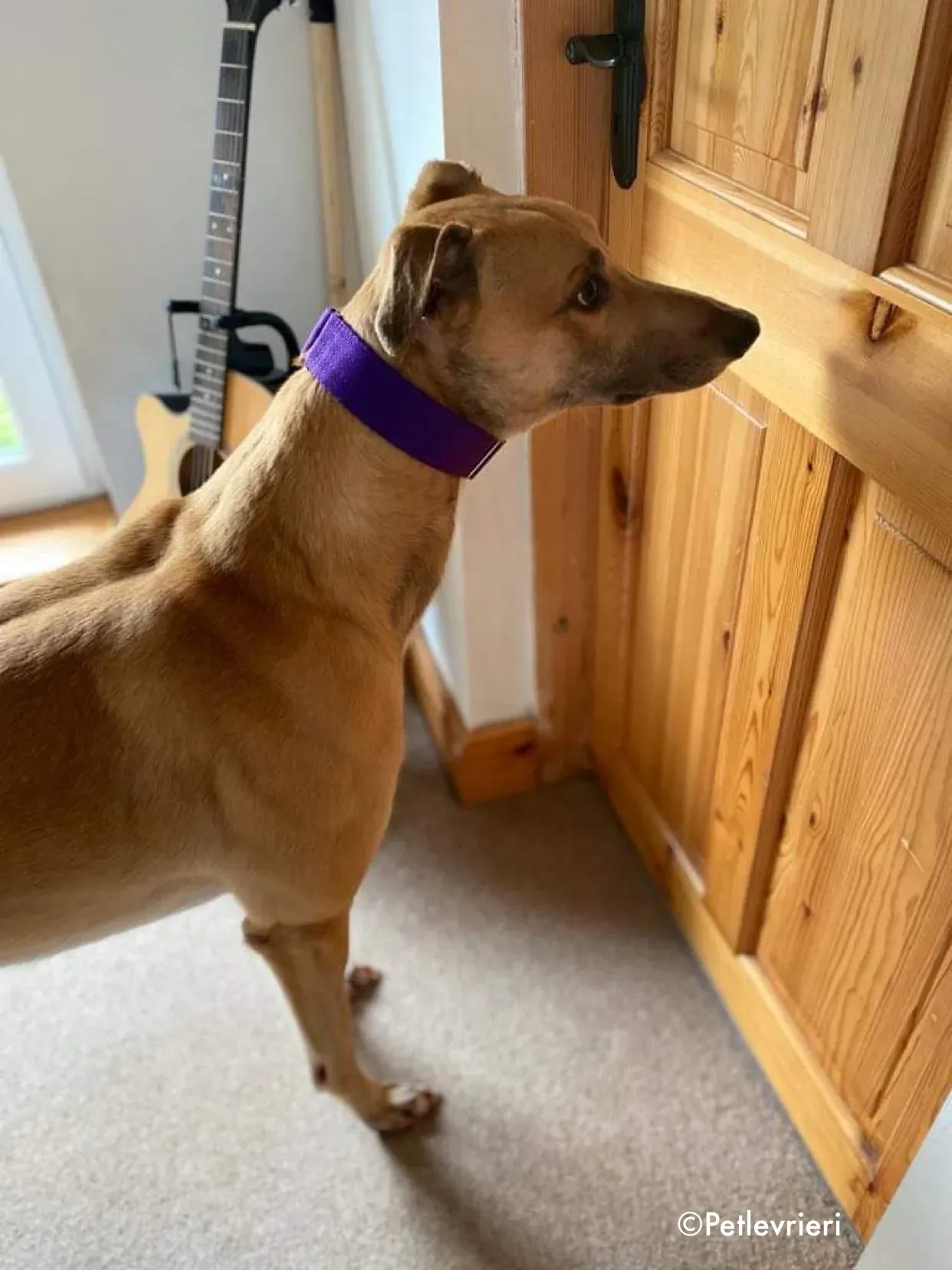 dante adozione levrieri greyhound 24