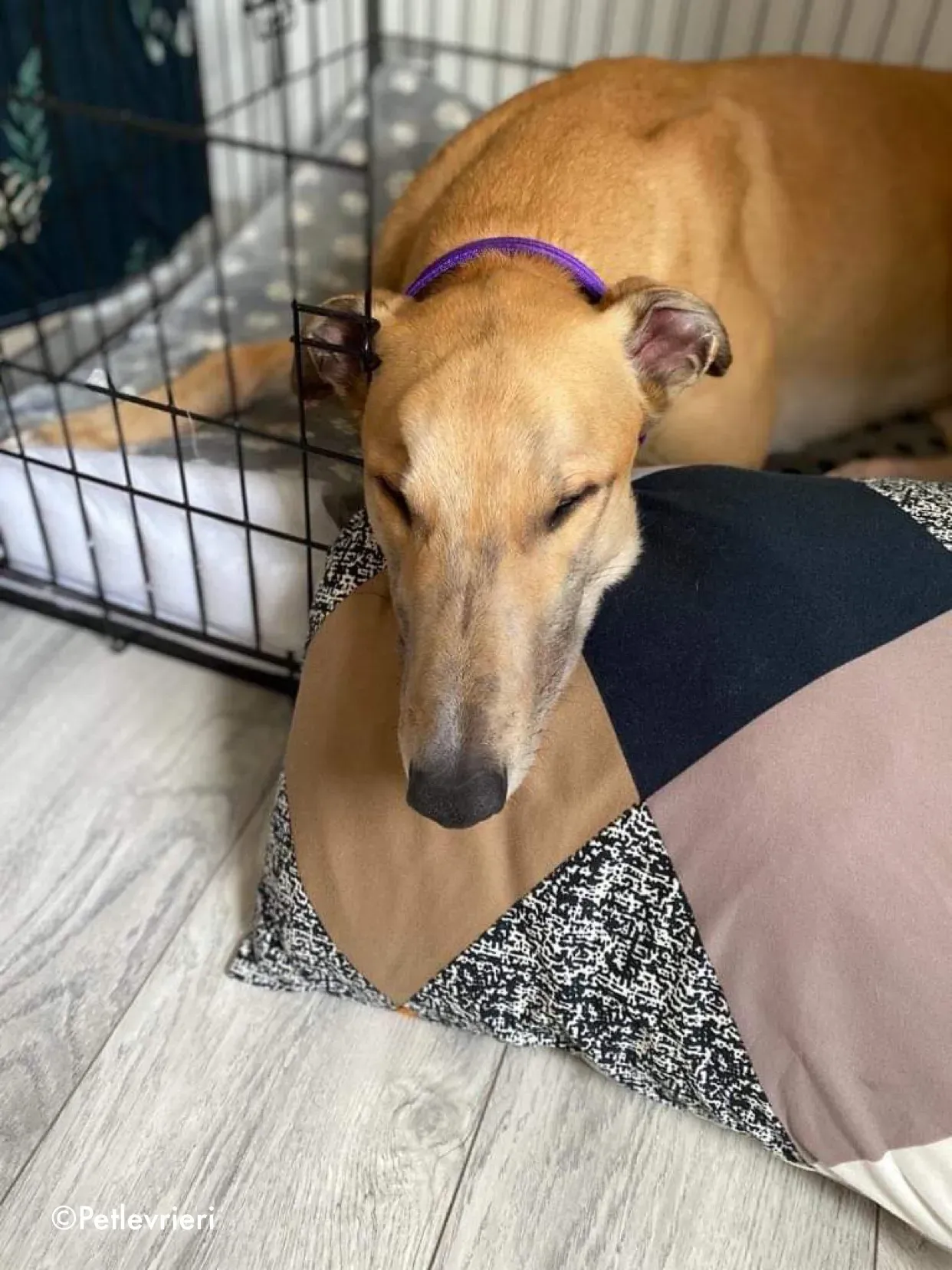 dante adozione levrieri greyhound 25