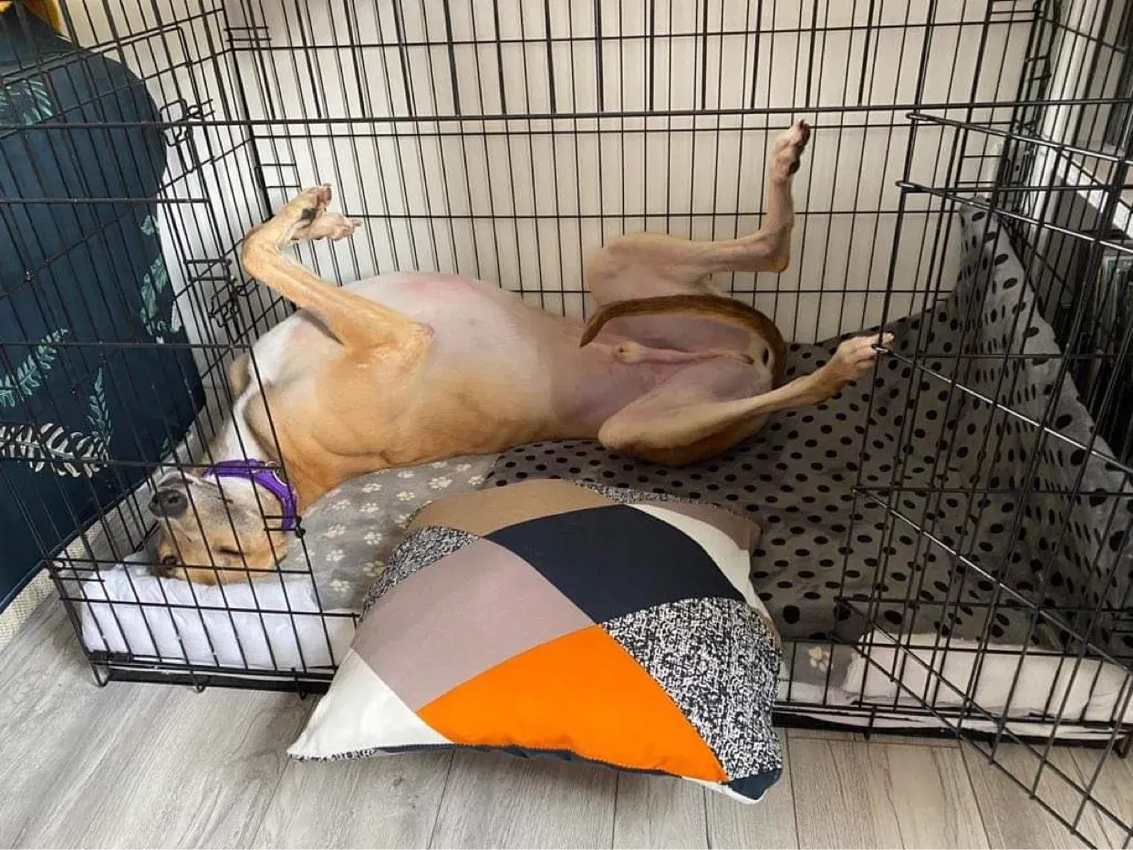 dante adozione levrieri greyhound 26