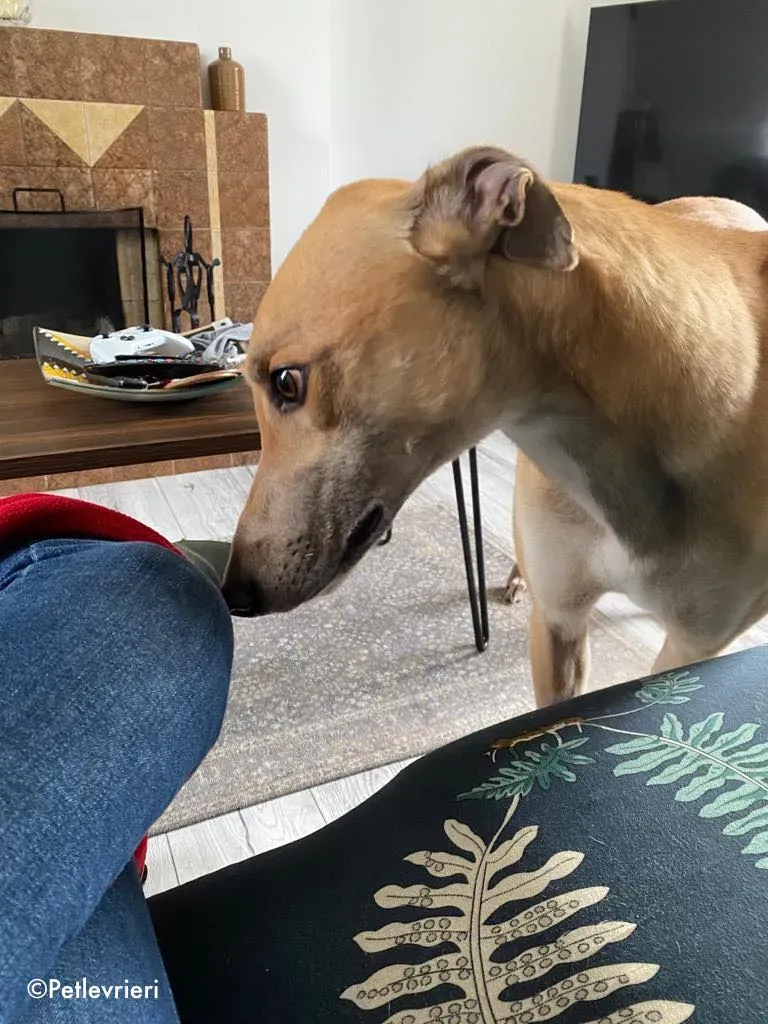 dante adozione levrieri greyhound 3