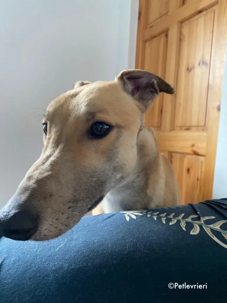 dante adozione levrieri greyhound 4