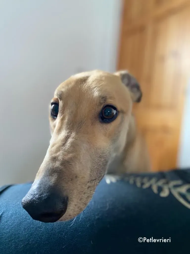 dante adozione levrieri greyhound 5