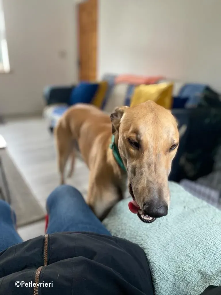 dante adozione levrieri greyhound 6