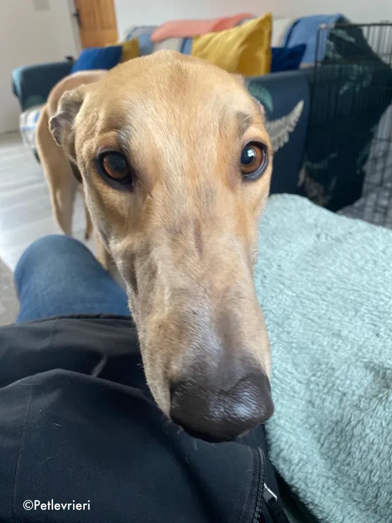 dante adozione levrieri greyhound 7
