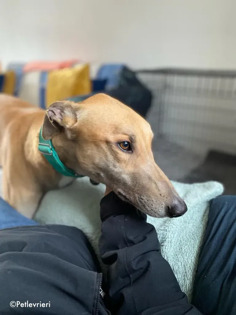 dante adozione levrieri greyhound 8