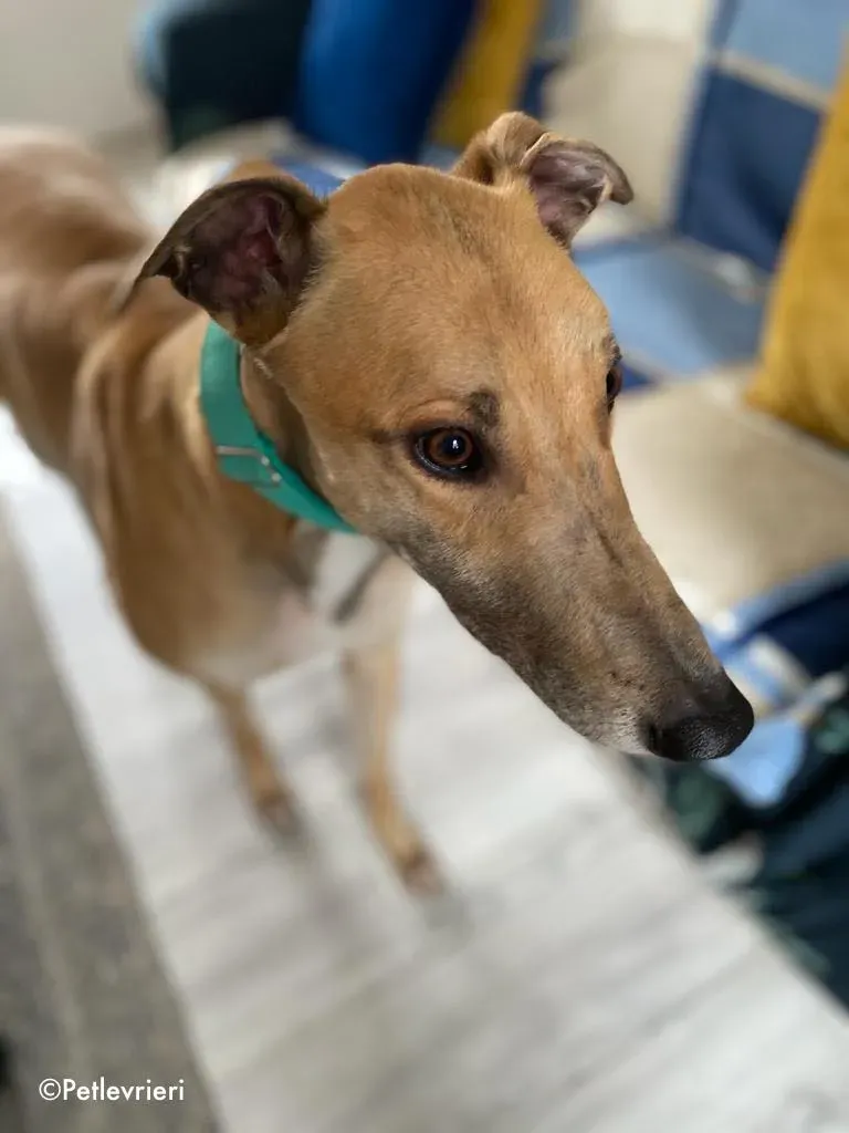 dante adozione levrieri greyhound 9