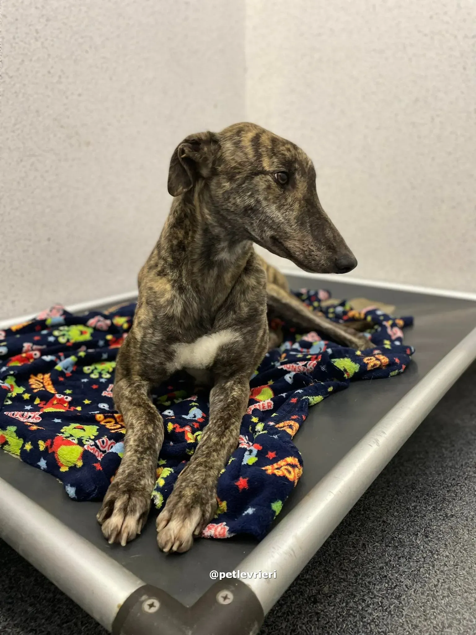 darren adozione greyhound pet levrieri 02