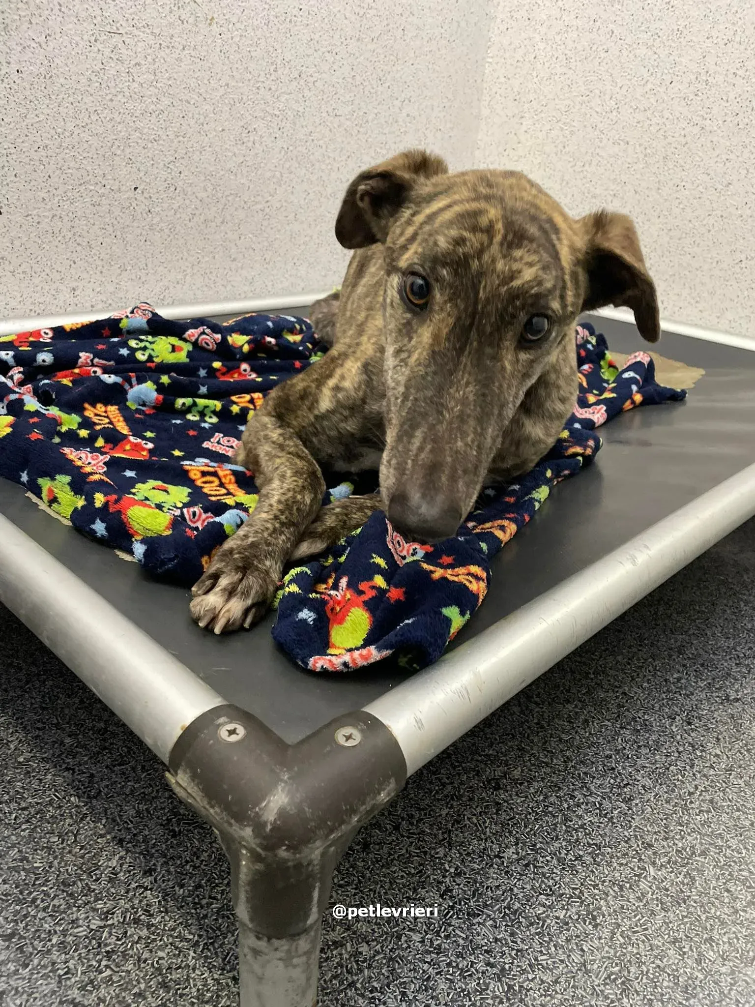 darren adozione greyhound pet levrieri 03