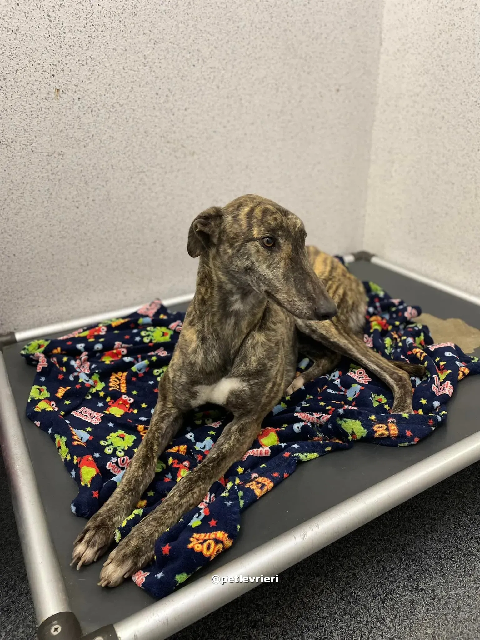 darren adozione greyhound pet levrieri 04