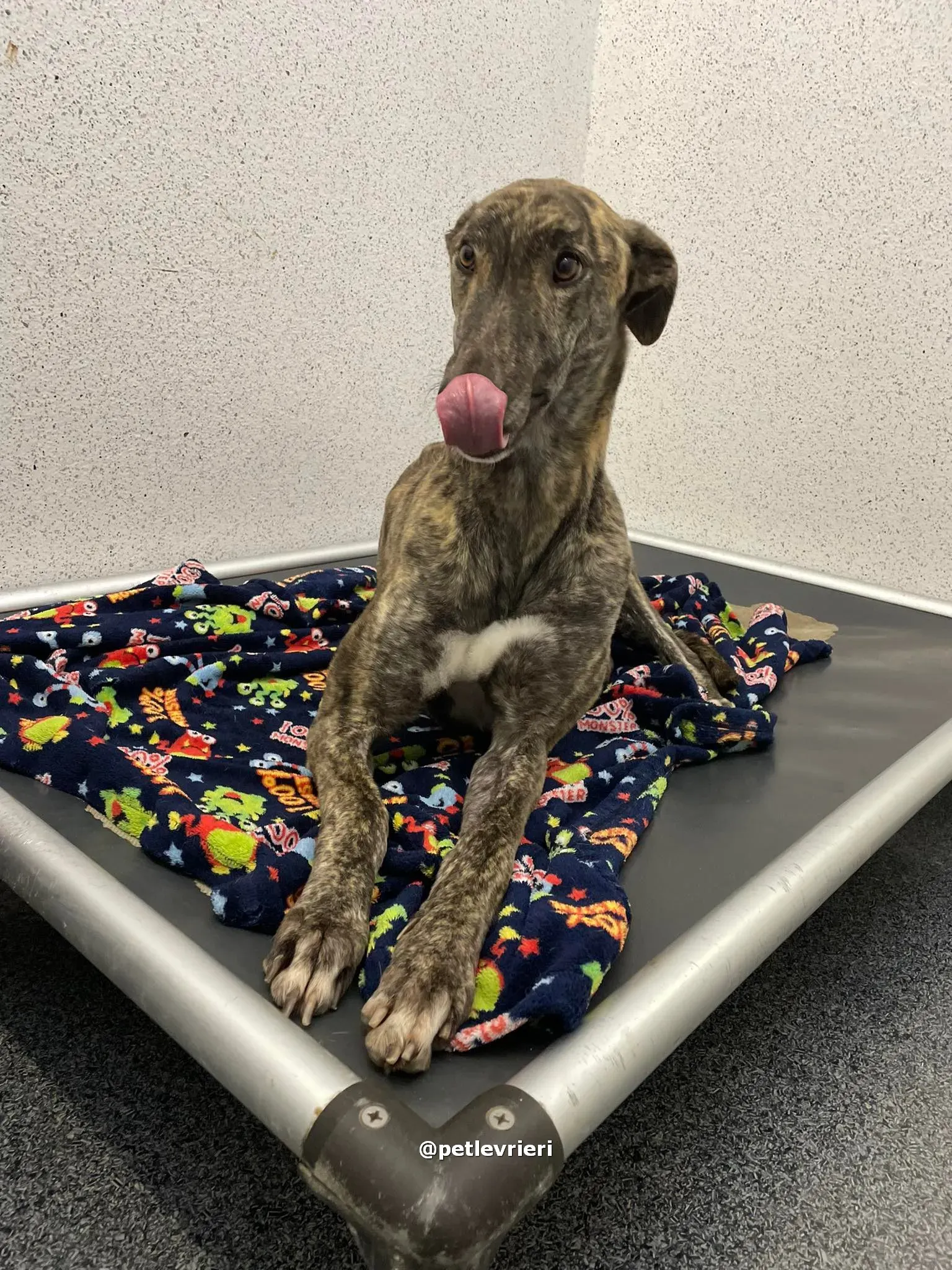 darren adozione greyhound pet levrieri 05