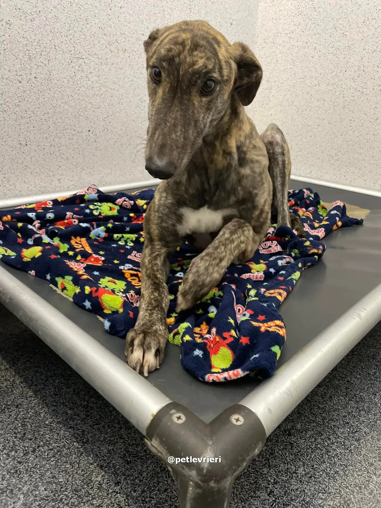 darren adozione greyhound pet levrieri 06 1