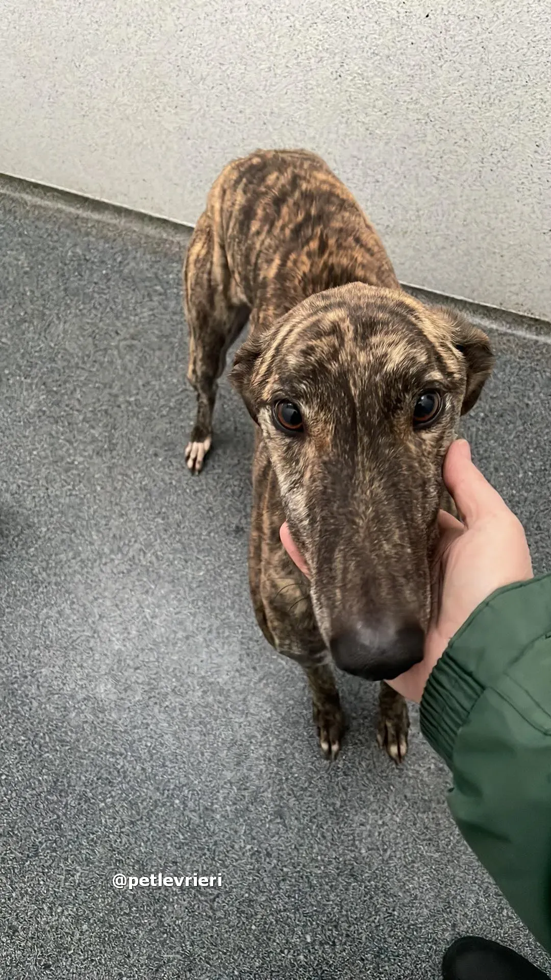 darren adozione greyhound pet levrieri 08