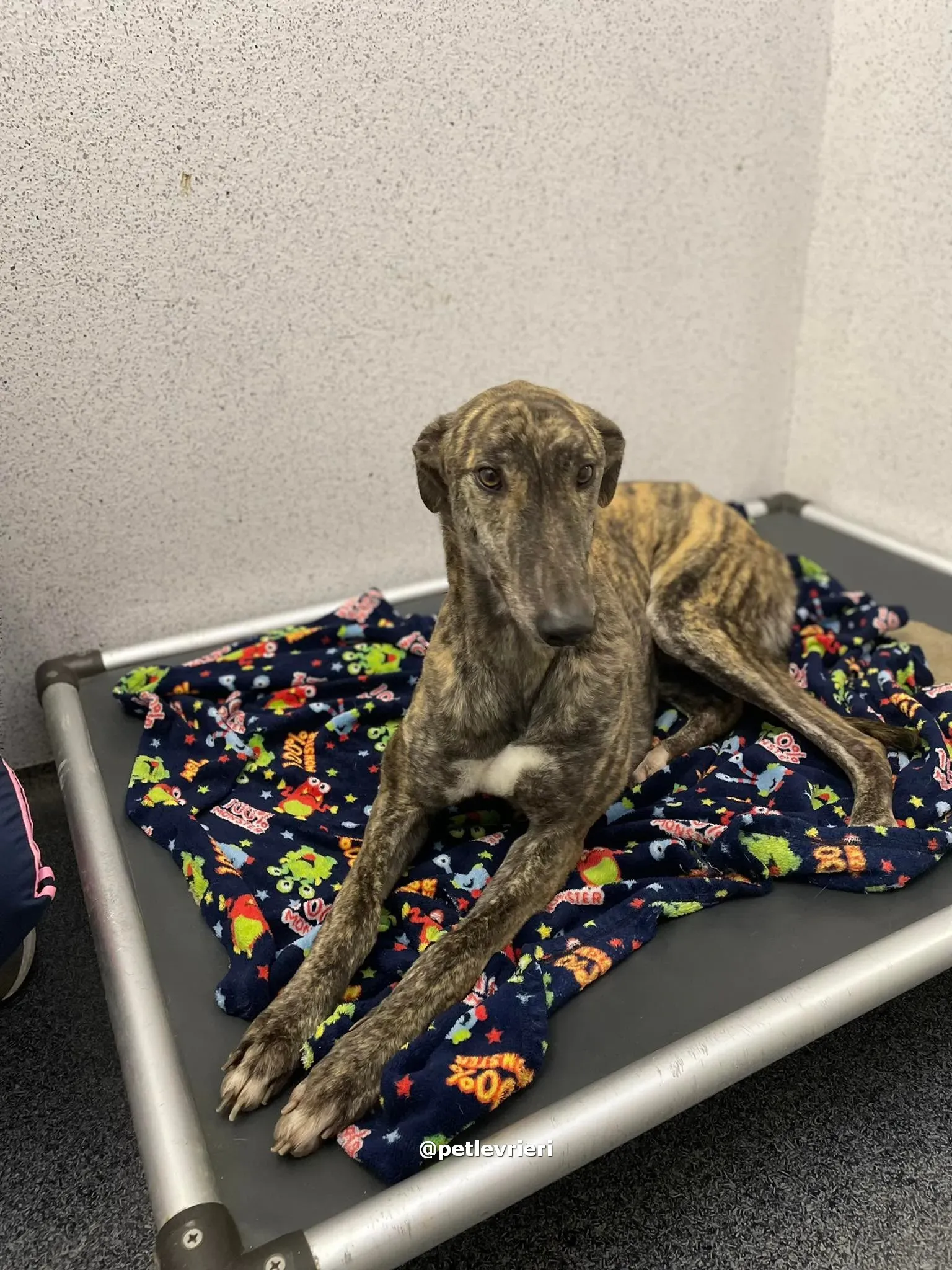 darren adozione greyhound pet levrieri 11