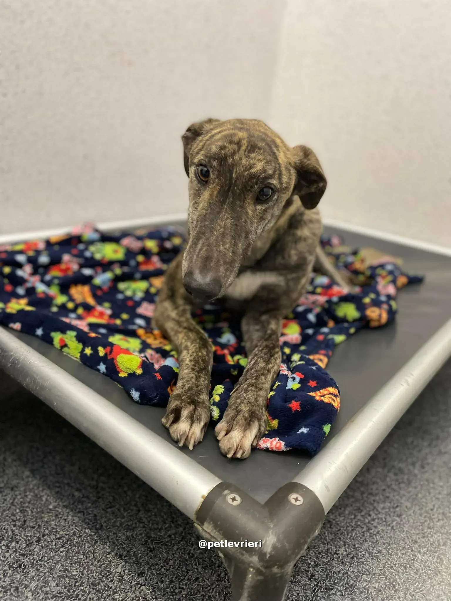 darren adozione greyhound pet levrieri 12