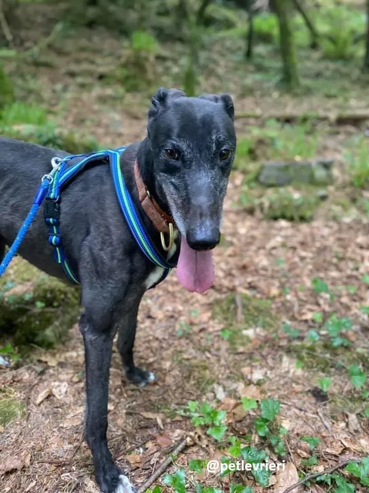 daryl adozione greyhound 1