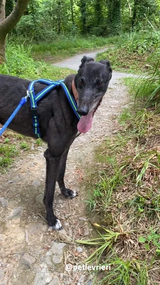 daryl adozione greyhound 10