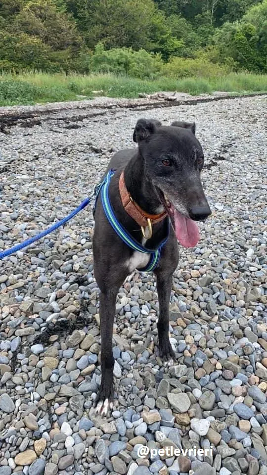 daryl adozione greyhound 11