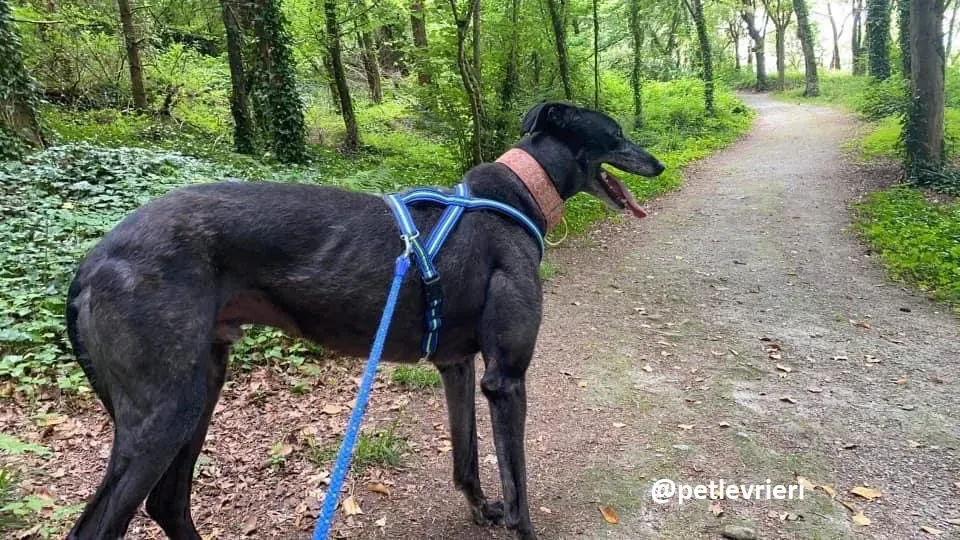 daryl adozione greyhound 12