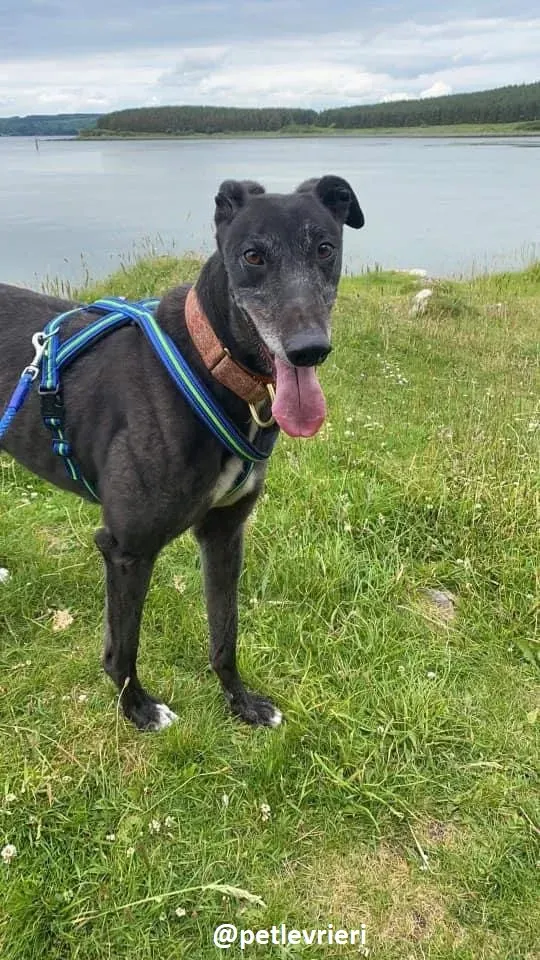 daryl adozione greyhound 13