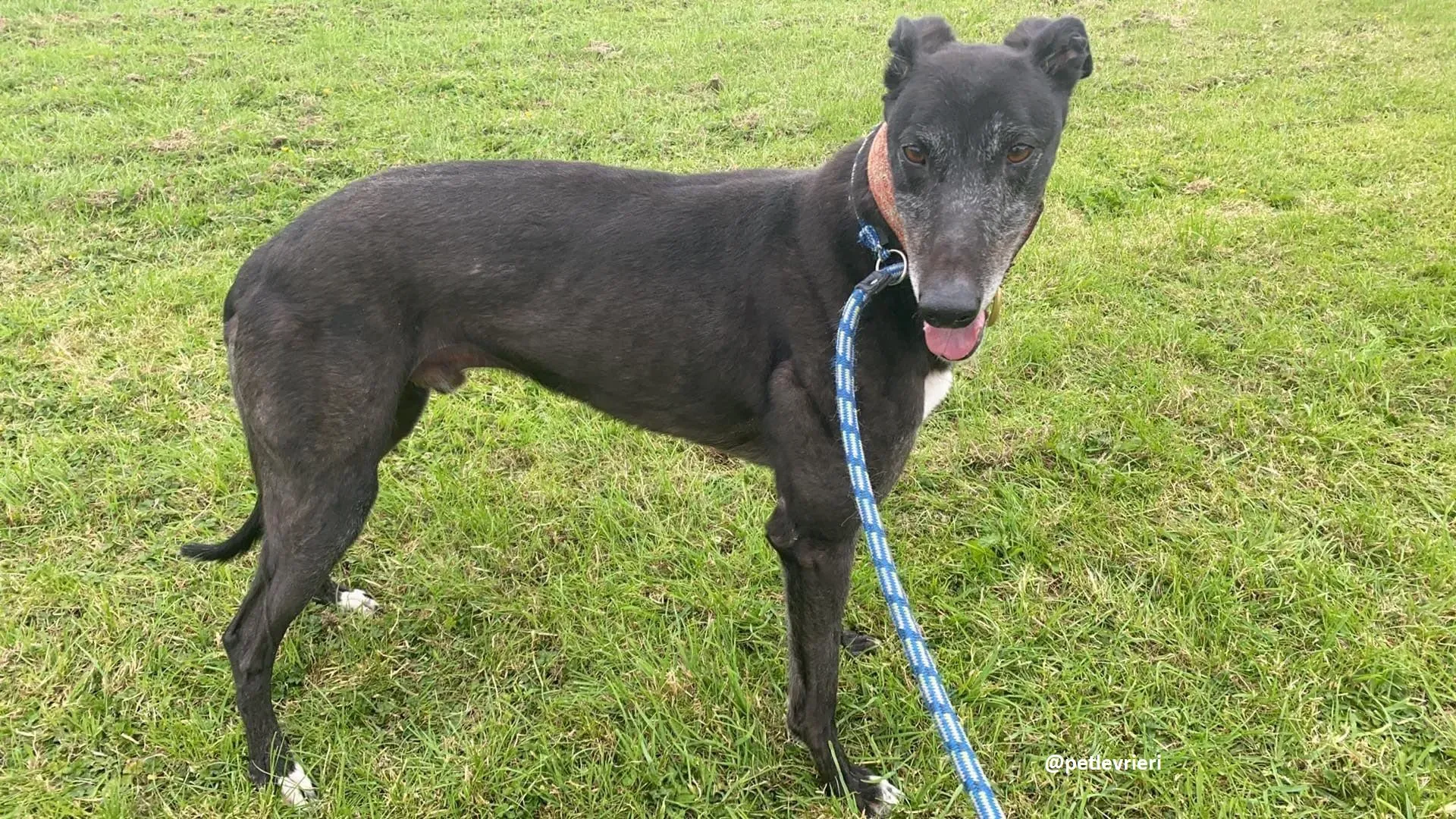 daryl adozione greyhound 14