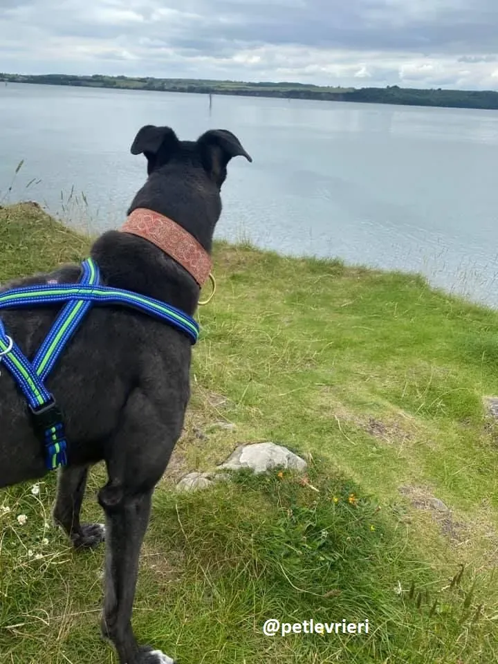 daryl adozione greyhound 2