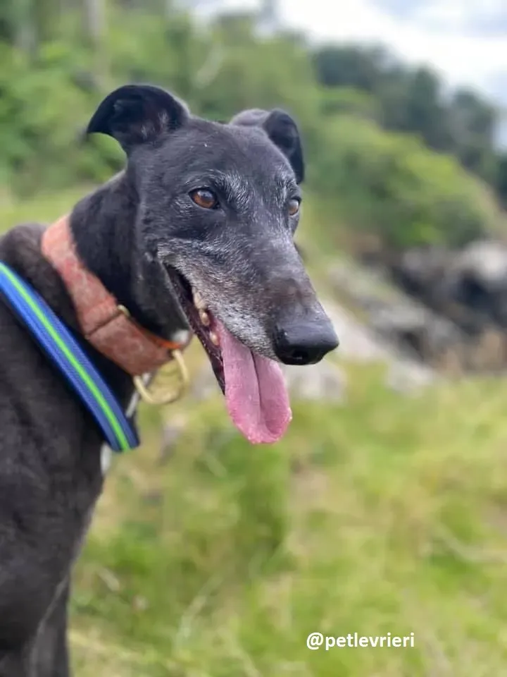 daryl adozione greyhound 3