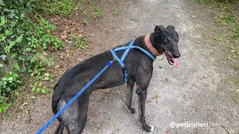 daryl adozione greyhound 4