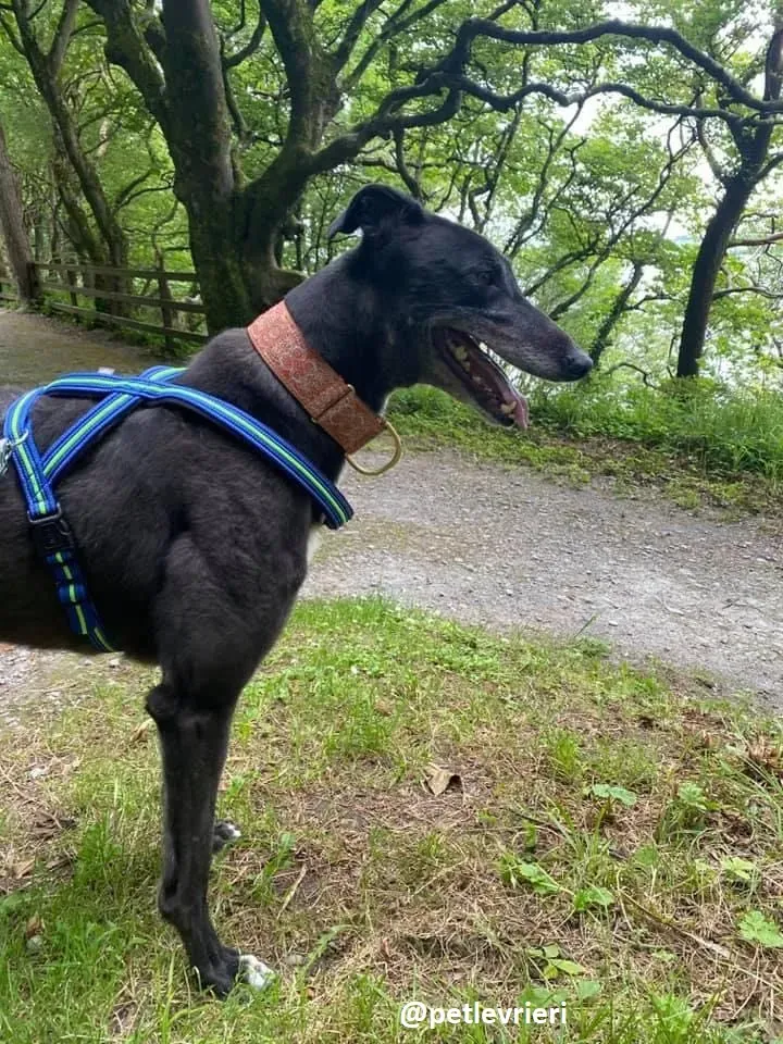 daryl adozione greyhound 5