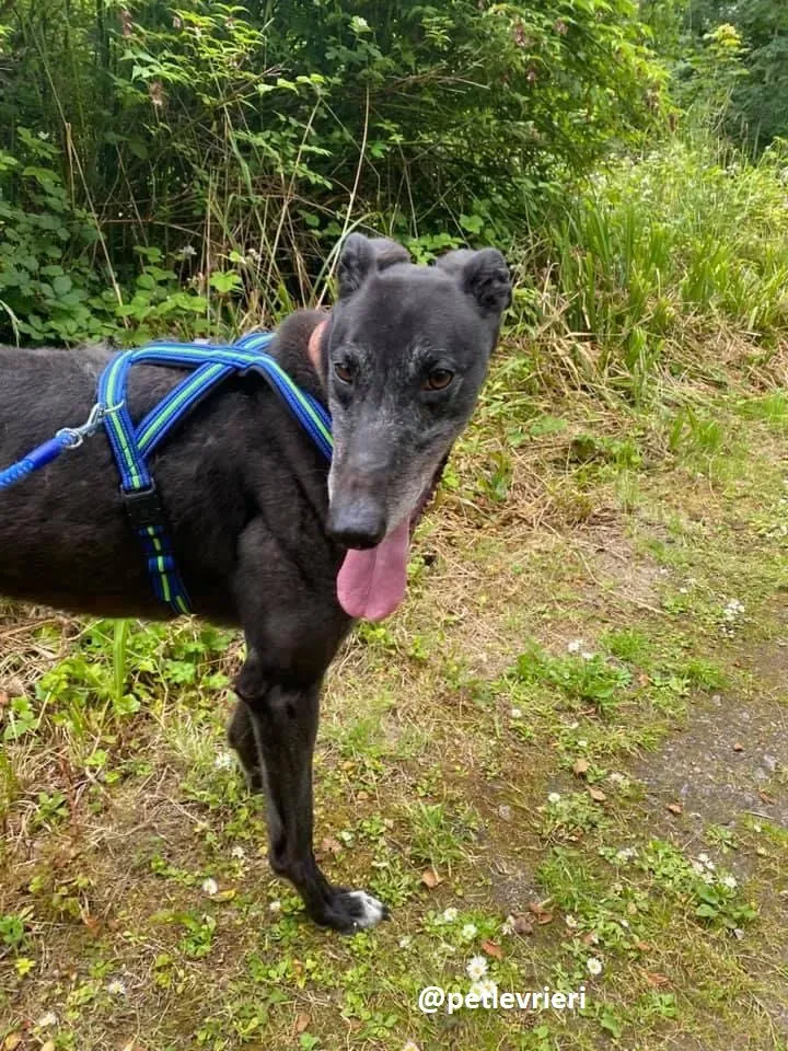 daryl adozione greyhound 6