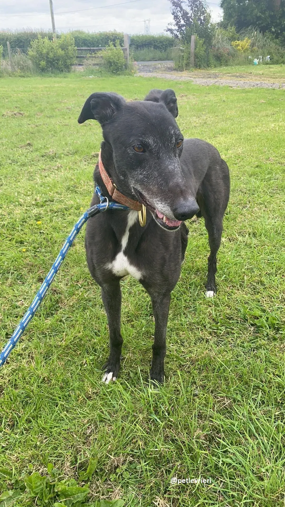 daryl adozione greyhound 7