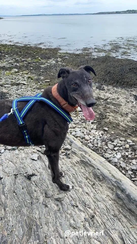 daryl adozione greyhound 8