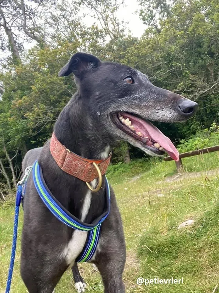 daryl adozione greyhound 9