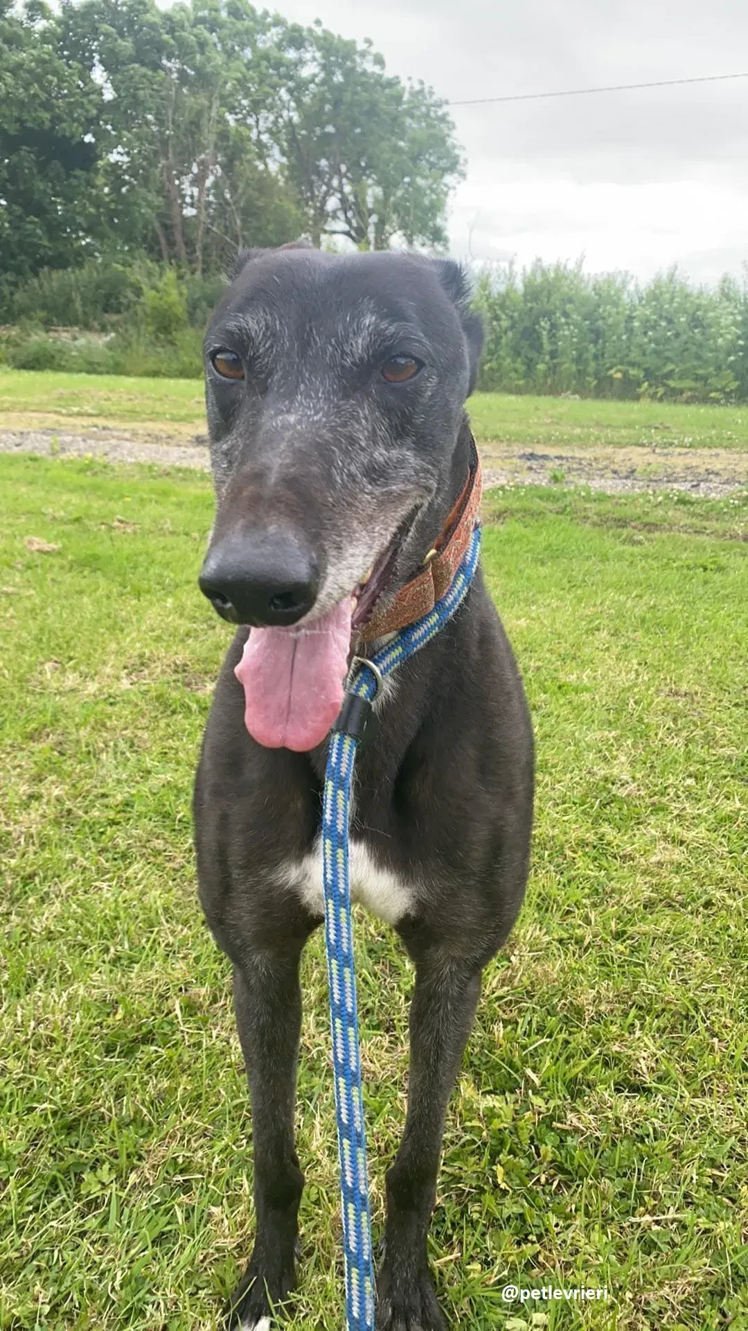 daryl adozione greyhound