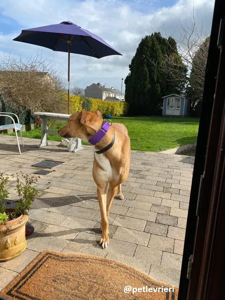 dave adozione greyhound 1 1