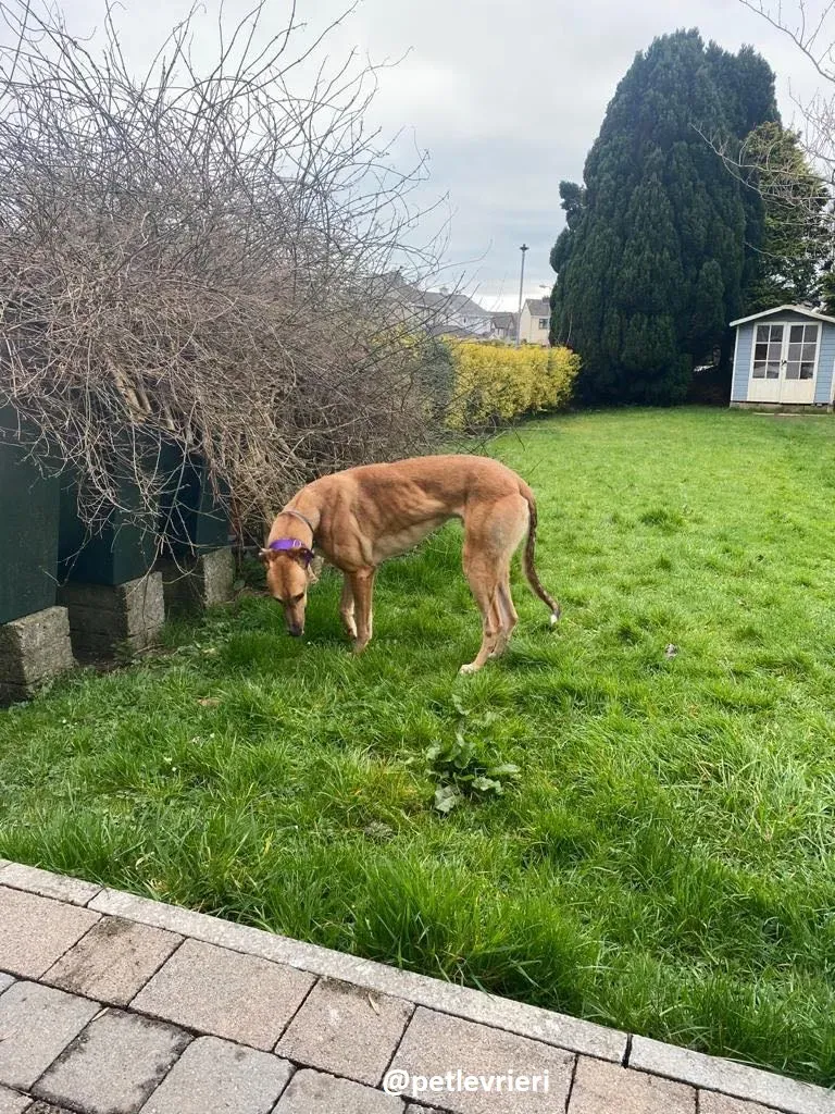 dave adozione greyhound 1