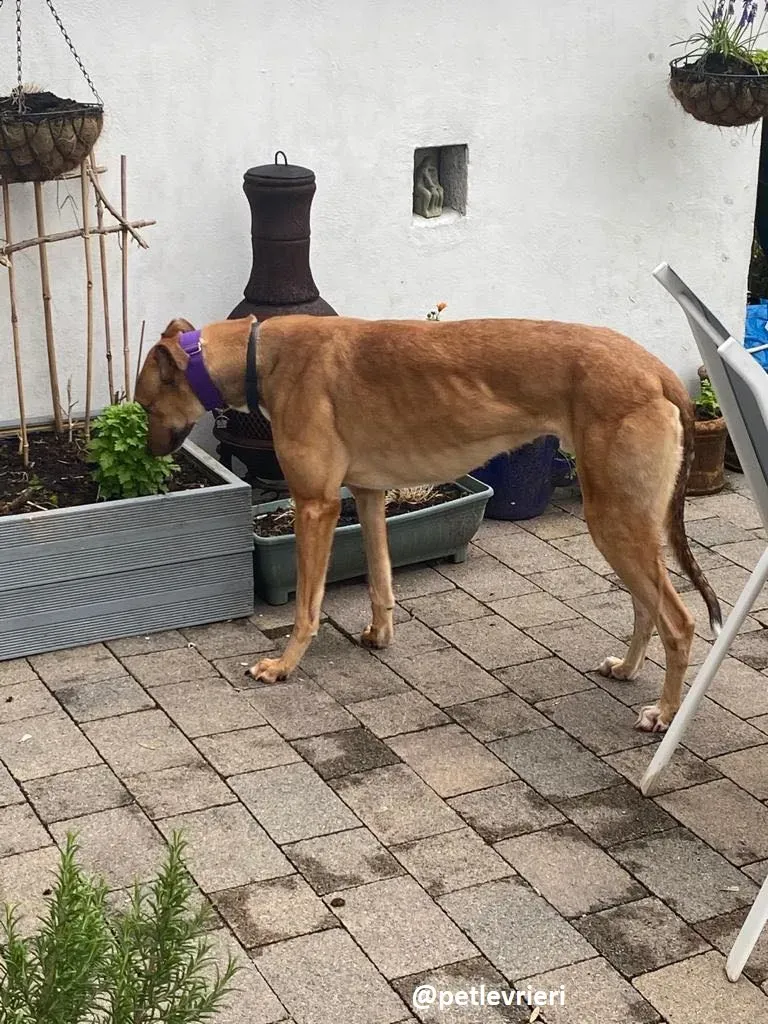 dave adozione greyhound 2