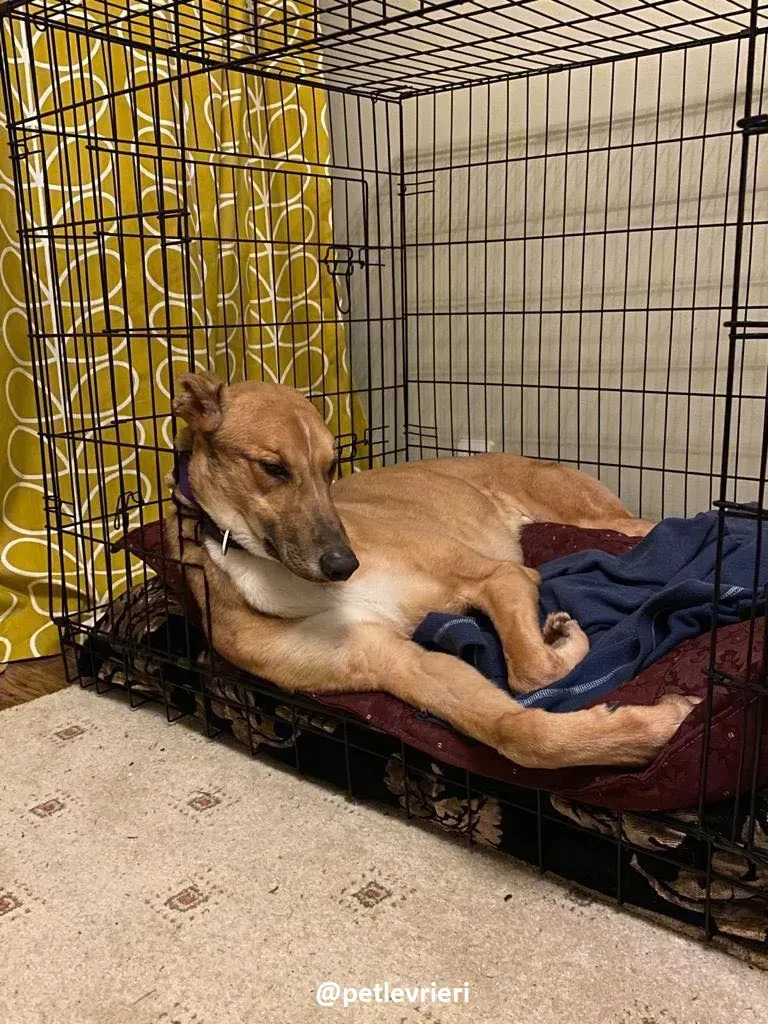dave adozione greyhound 3