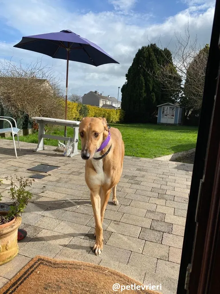 dave adozione greyhound 4