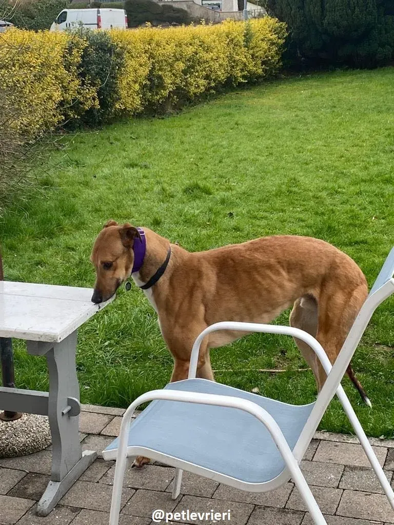 dave adozione greyhound