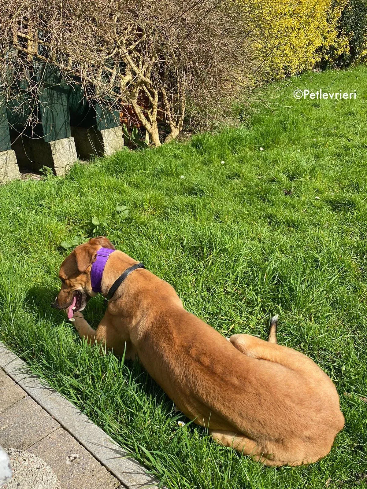 dave adozione levrieri greyhound 1 1