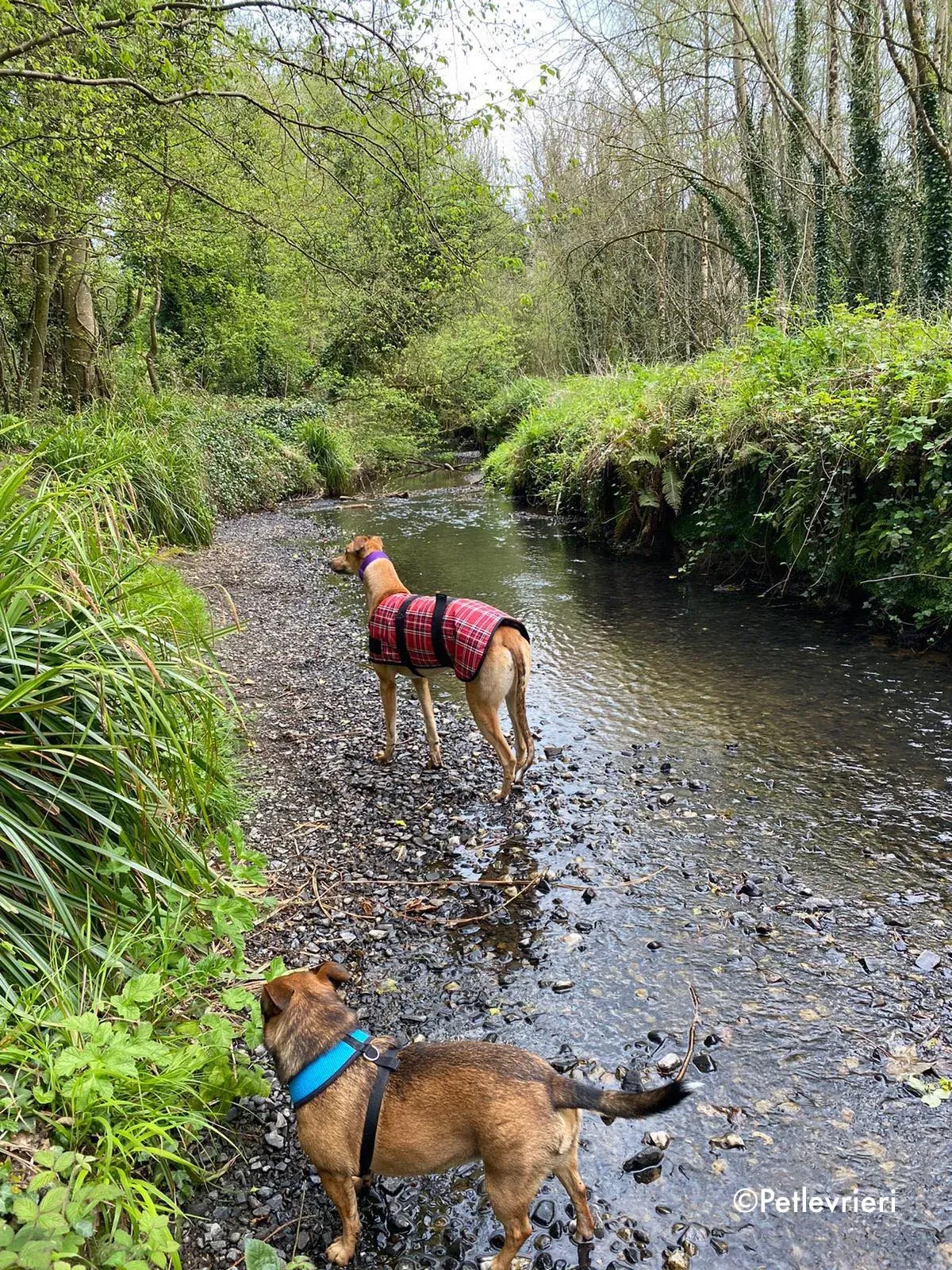 dave adozione levrieri greyhound 1 3