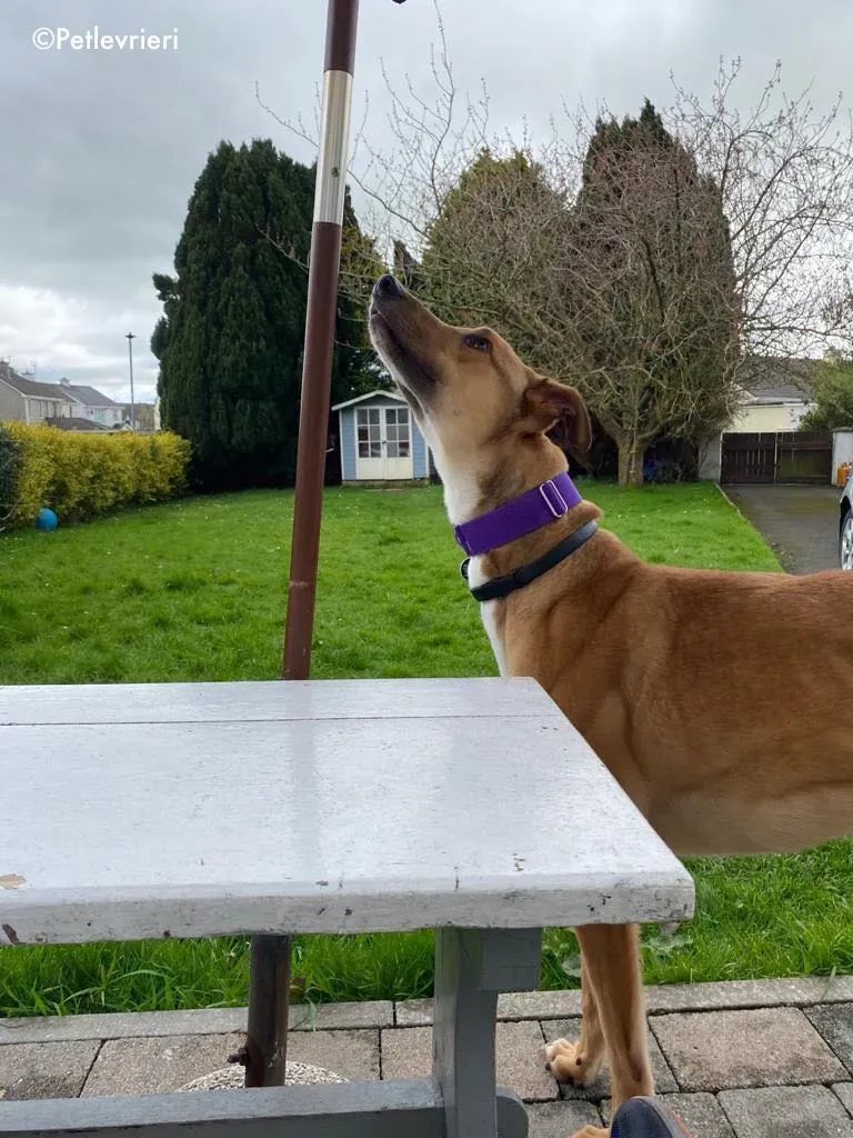 dave adozione levrieri greyhound 10