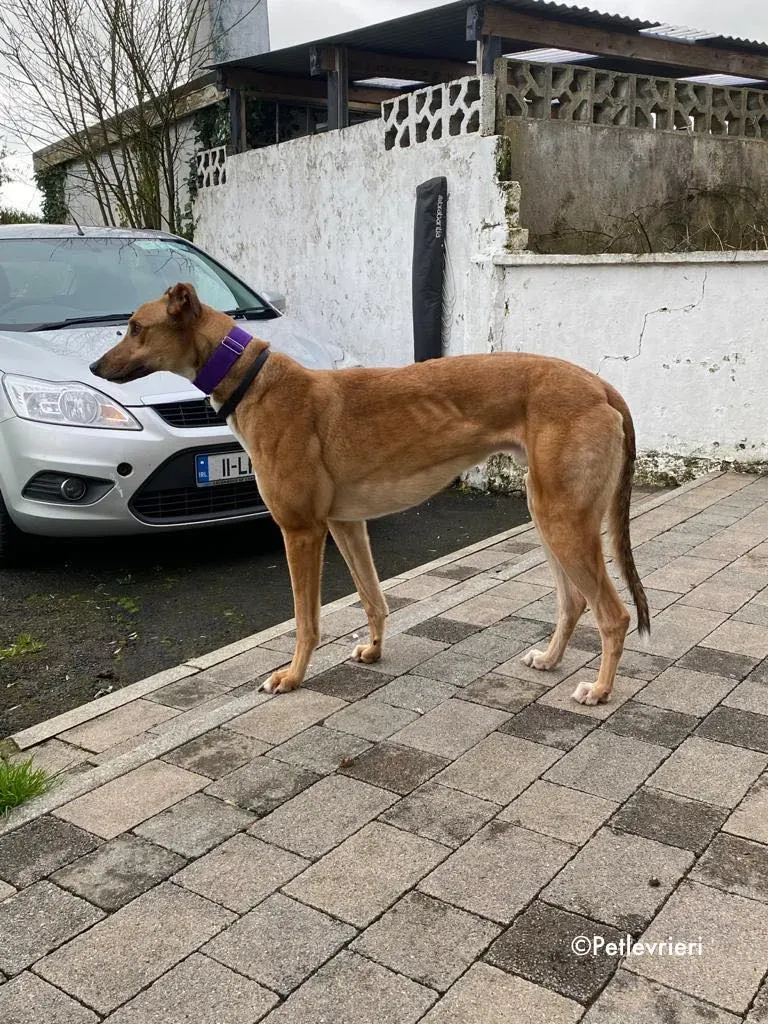 dave adozione levrieri greyhound 11