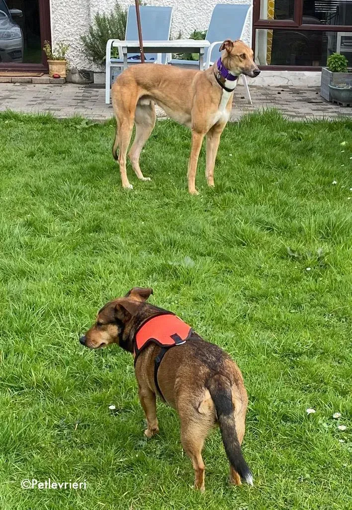 dave adozione levrieri greyhound 12