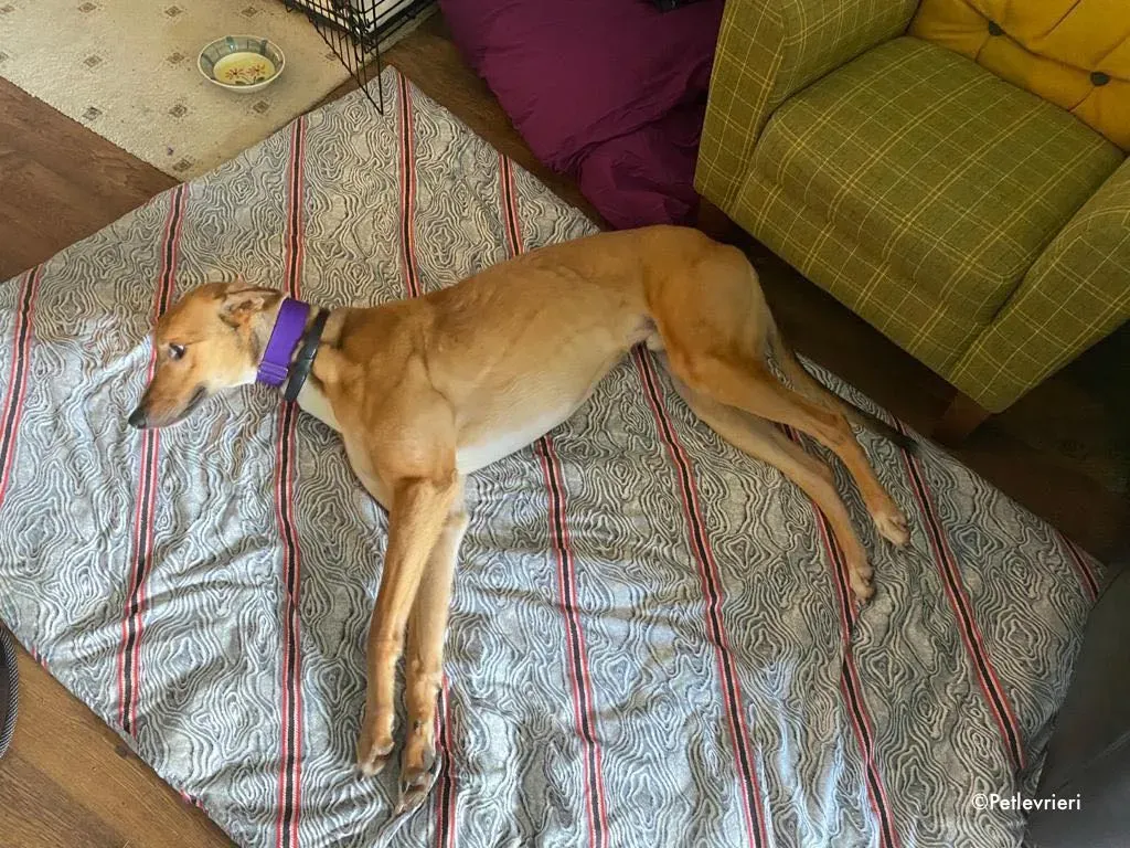 dave adozione levrieri greyhound 13