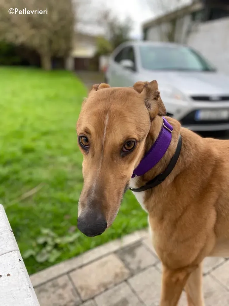 dave adozione levrieri greyhound 14