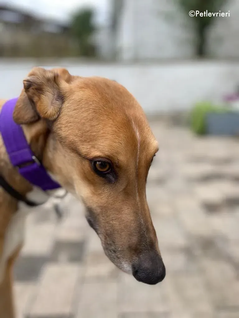 dave adozione levrieri greyhound 15