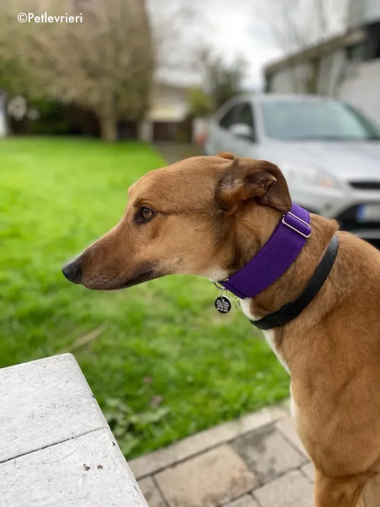 dave adozione levrieri greyhound 16