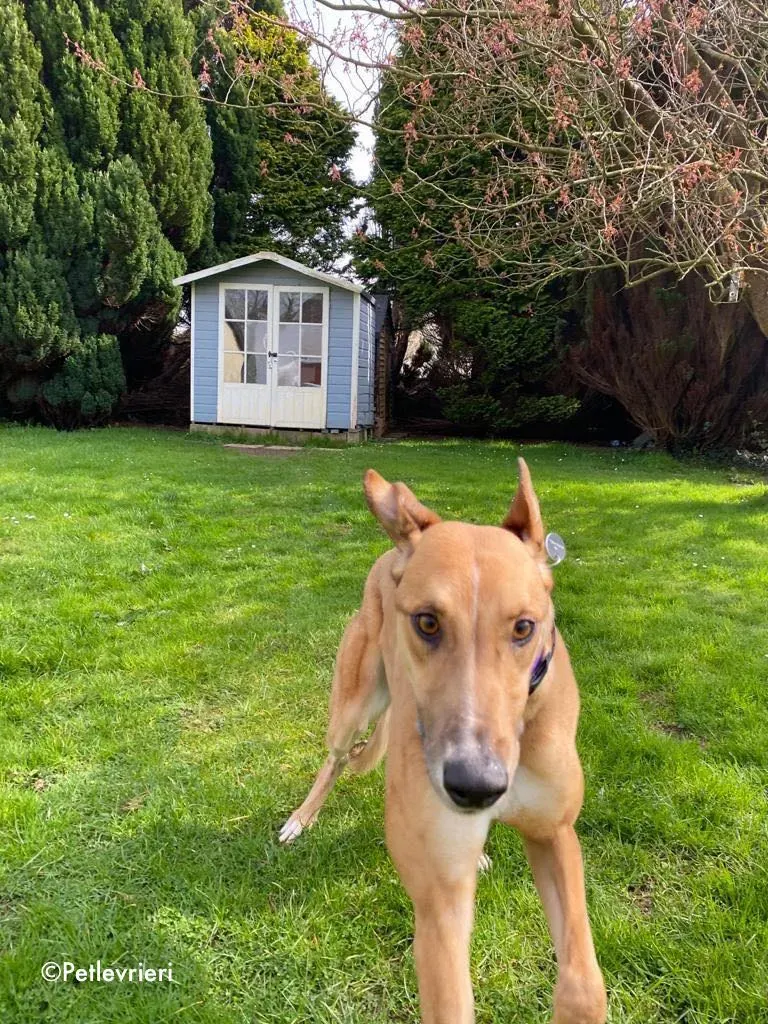 dave adozione levrieri greyhound 17