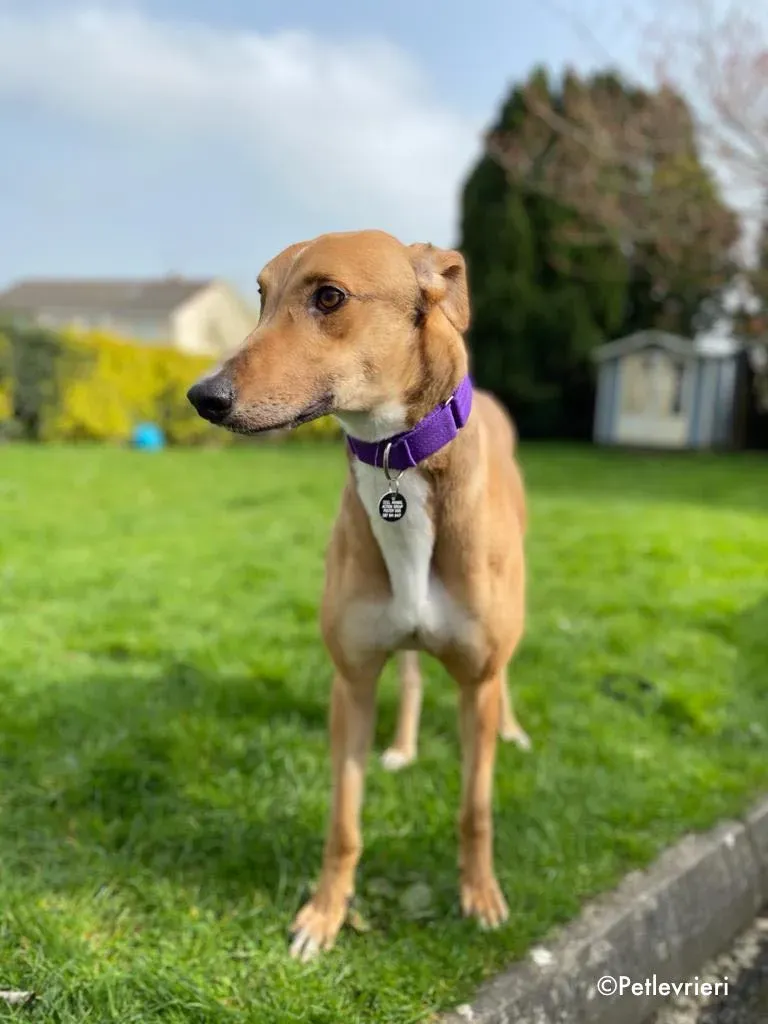 dave adozione levrieri greyhound 18